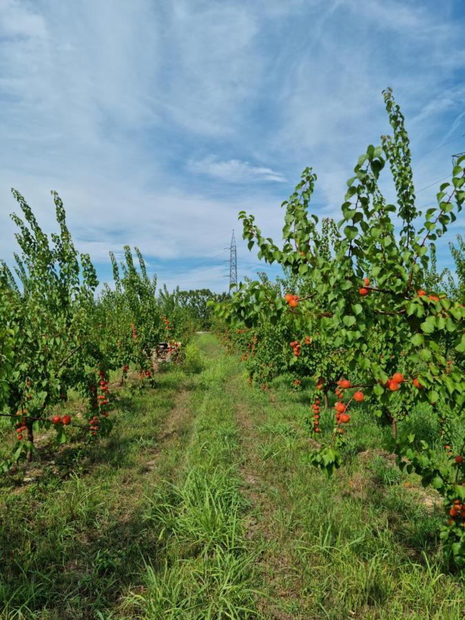 קסטלנואובו דל גארדה Corte Bottura Agriturismo מראה חיצוני תמונה